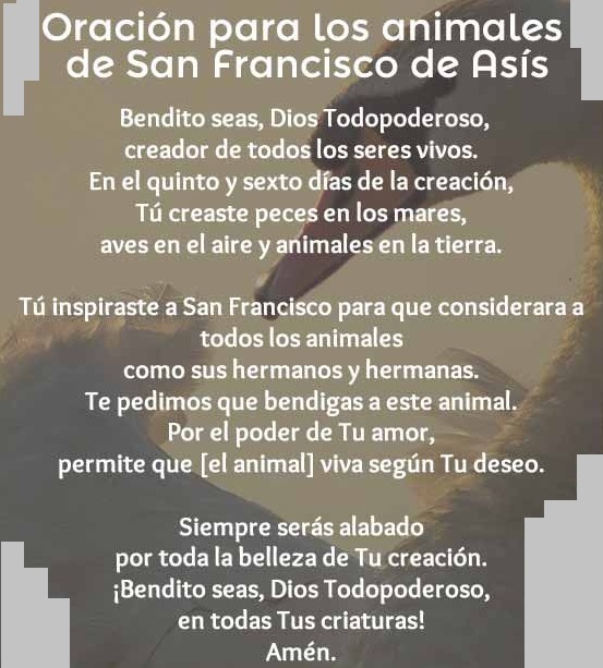 oraciones para enfermos animales san francisco de asis